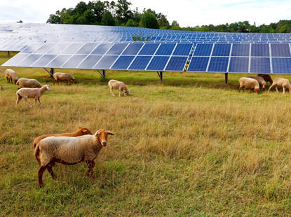 Solar for Sheep Grazing